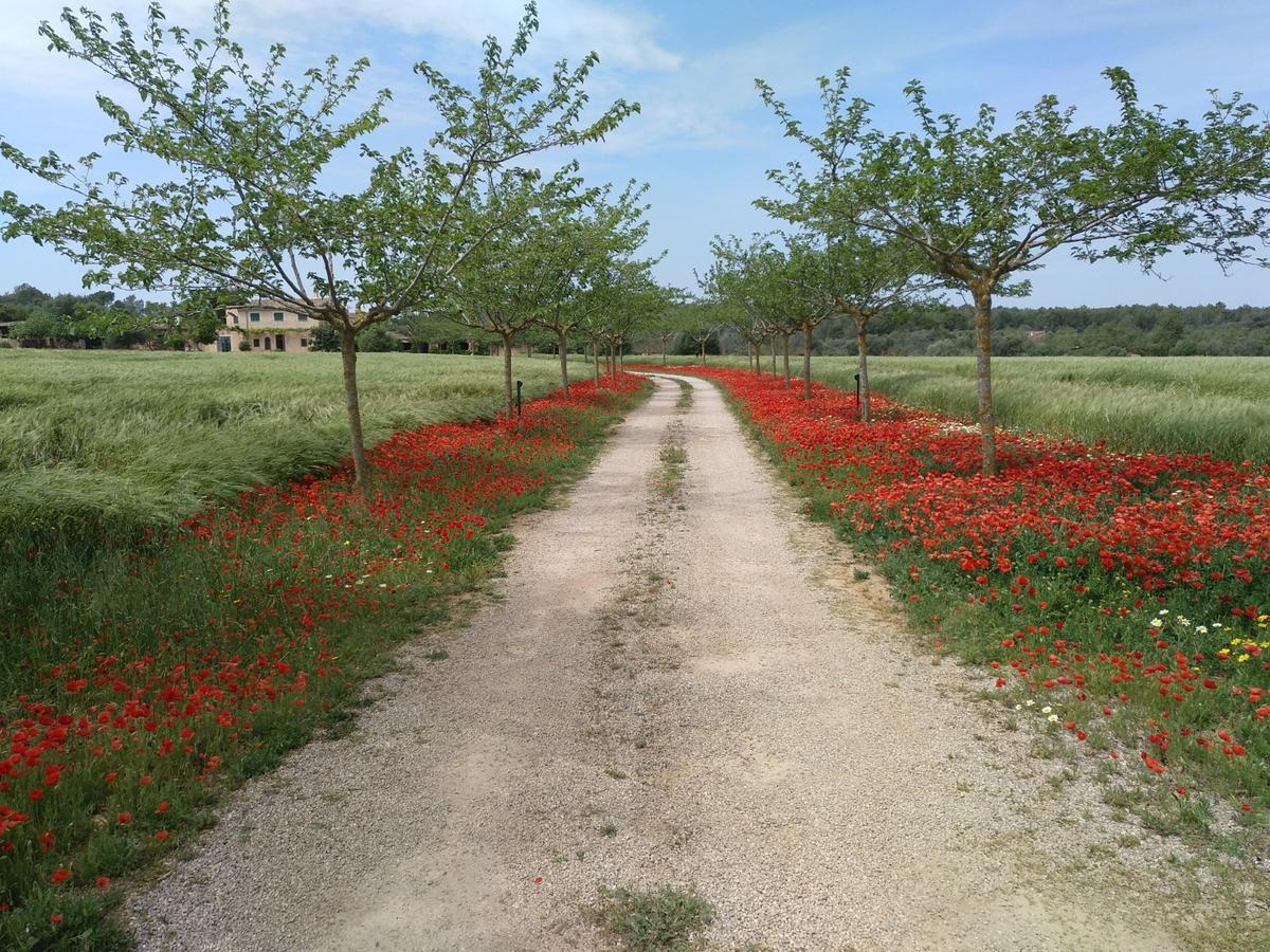 Finca Agroturismo Sa Cova Den Borino 坎波斯 外观 照片
